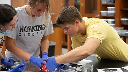 Students collaborating in the dissection lab.